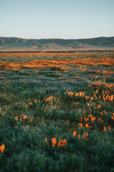 Red field during the day
